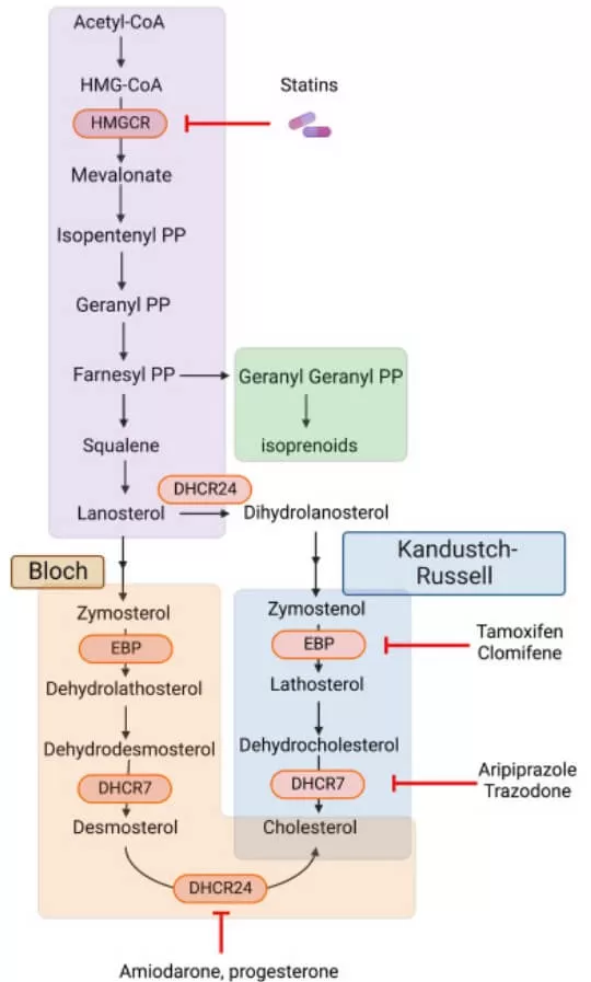 Sterol trafficking pathways (Nghiem-Rao and Patel, 2013)